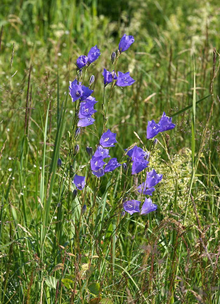 Изображение особи Campanula persicifolia.