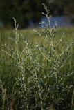 Artemisia absinthium. Верхушки побегов. Белгородская обл., окр. пос. Борисовка, обочина дороги на рыбхоз. 30.06.2009.