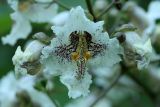 Catalpa ovata. Цветок и бутоны. Белгородская обл., пос. Борисовка, дендрарий заповедника. 28.06.2009.
