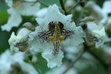 Catalpa ovata