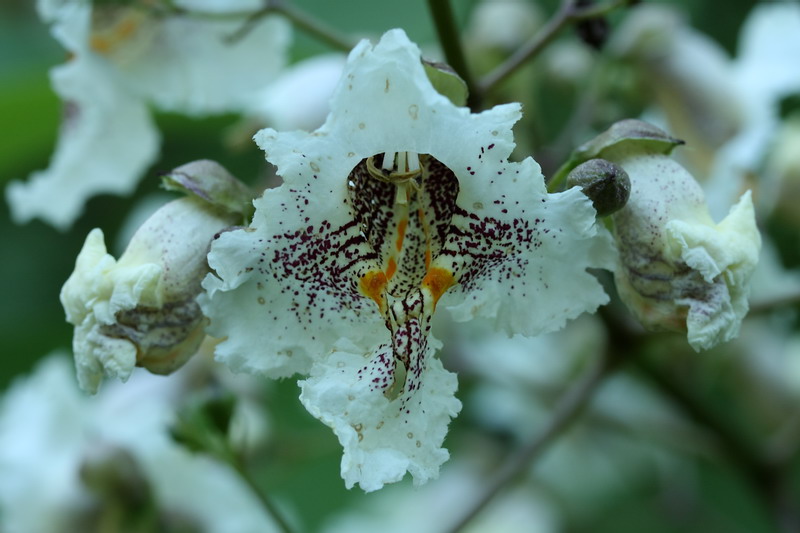Image of Catalpa ovata specimen.
