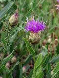 Acroptilon repens