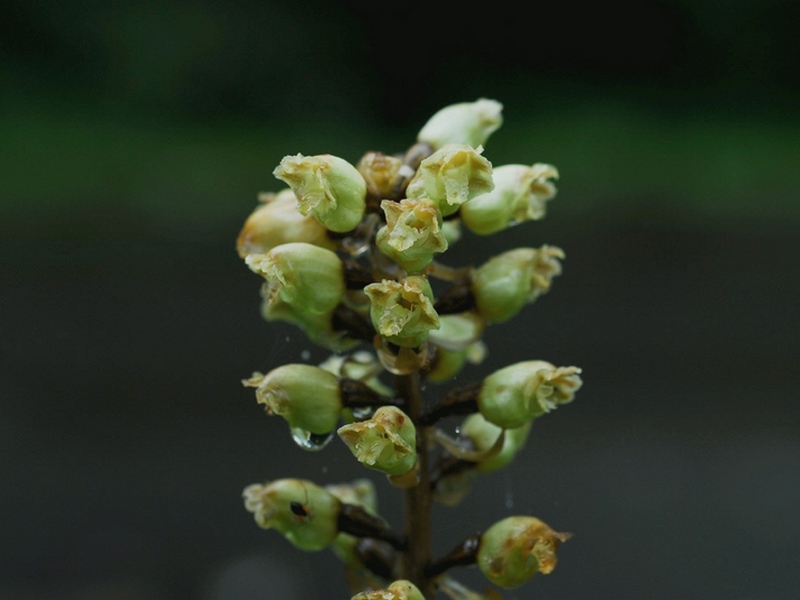 Image of Gastrodia elata specimen.