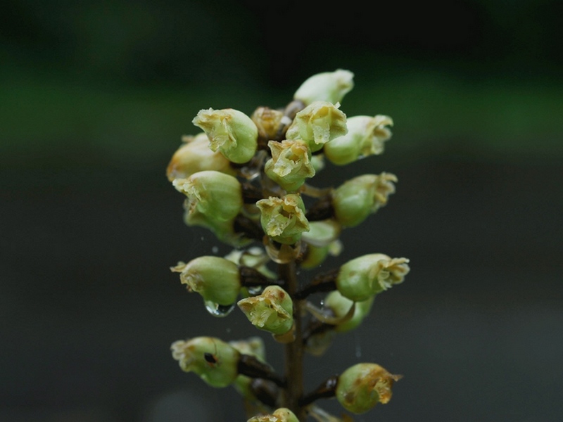 Изображение особи Gastrodia elata.