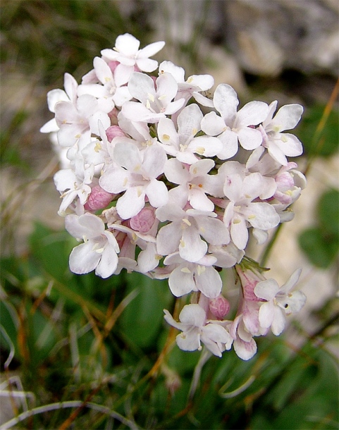 Image of Valeriana jelenevskyi specimen.