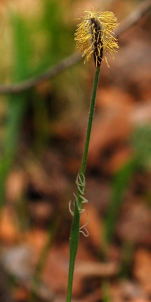 Image of Carex campylorhina specimen.