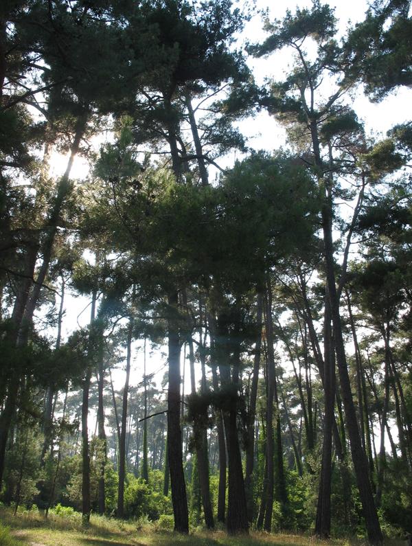 Image of Pinus pityusa specimen.