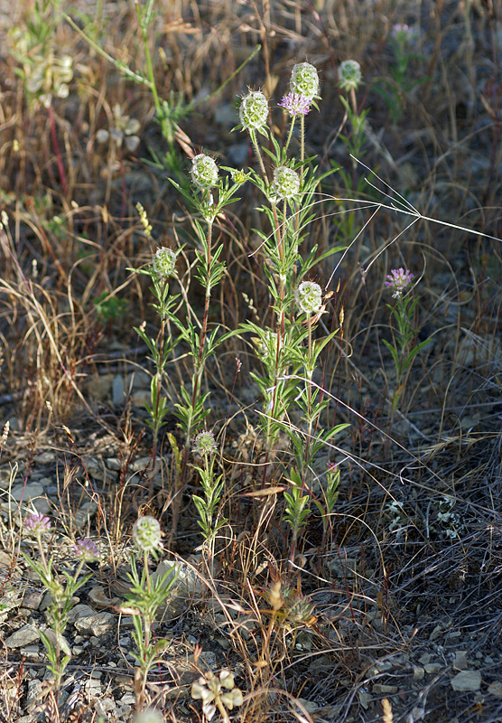 Image of Lomelosia micrantha specimen.