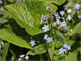 Brunnera sibirica