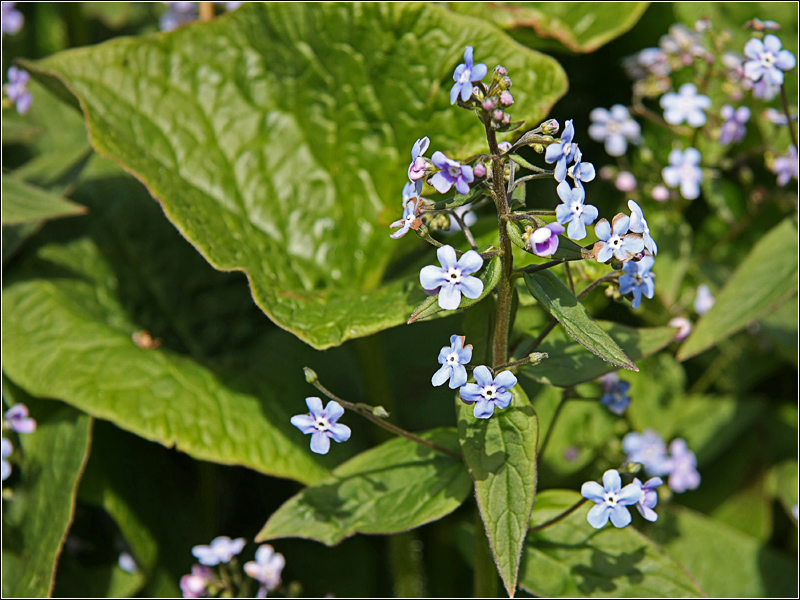 Изображение особи Brunnera sibirica.