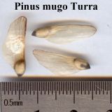 Pinus mugo