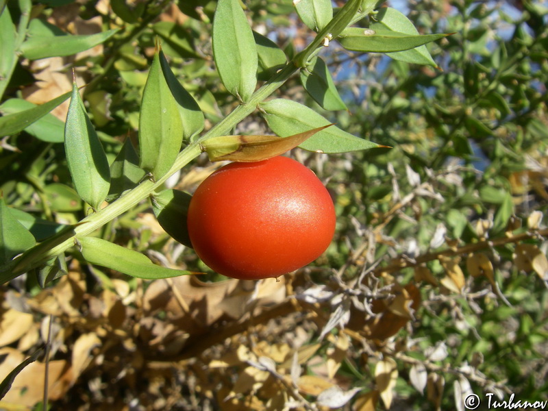 Изображение особи Ruscus aculeatus.