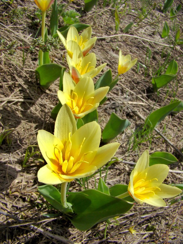 Изображение особи Tulipa berkariensis.