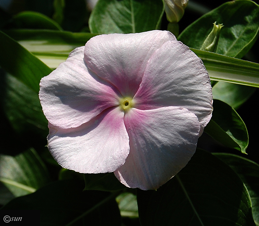 Изображение особи Catharanthus roseus.