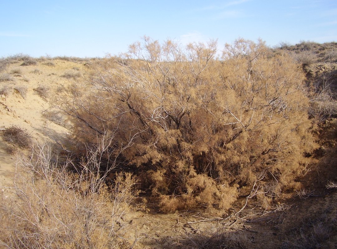 Image of genus Tamarix specimen.