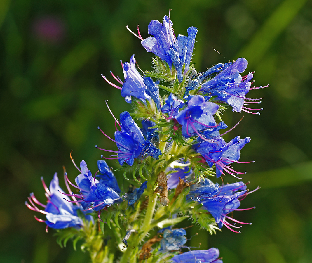Изображение особи Echium vulgare.