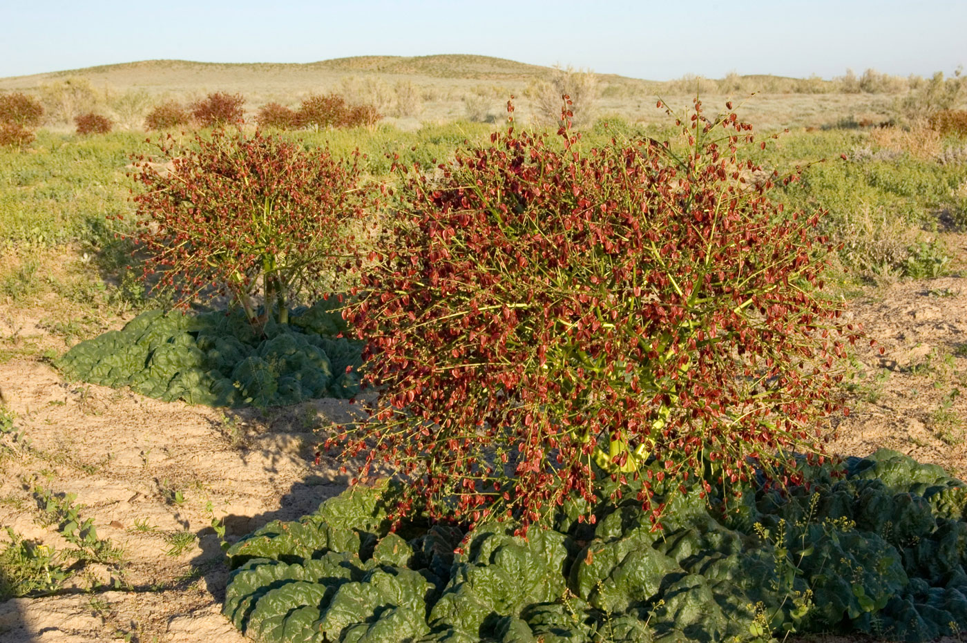 Изображение особи Rheum tataricum.