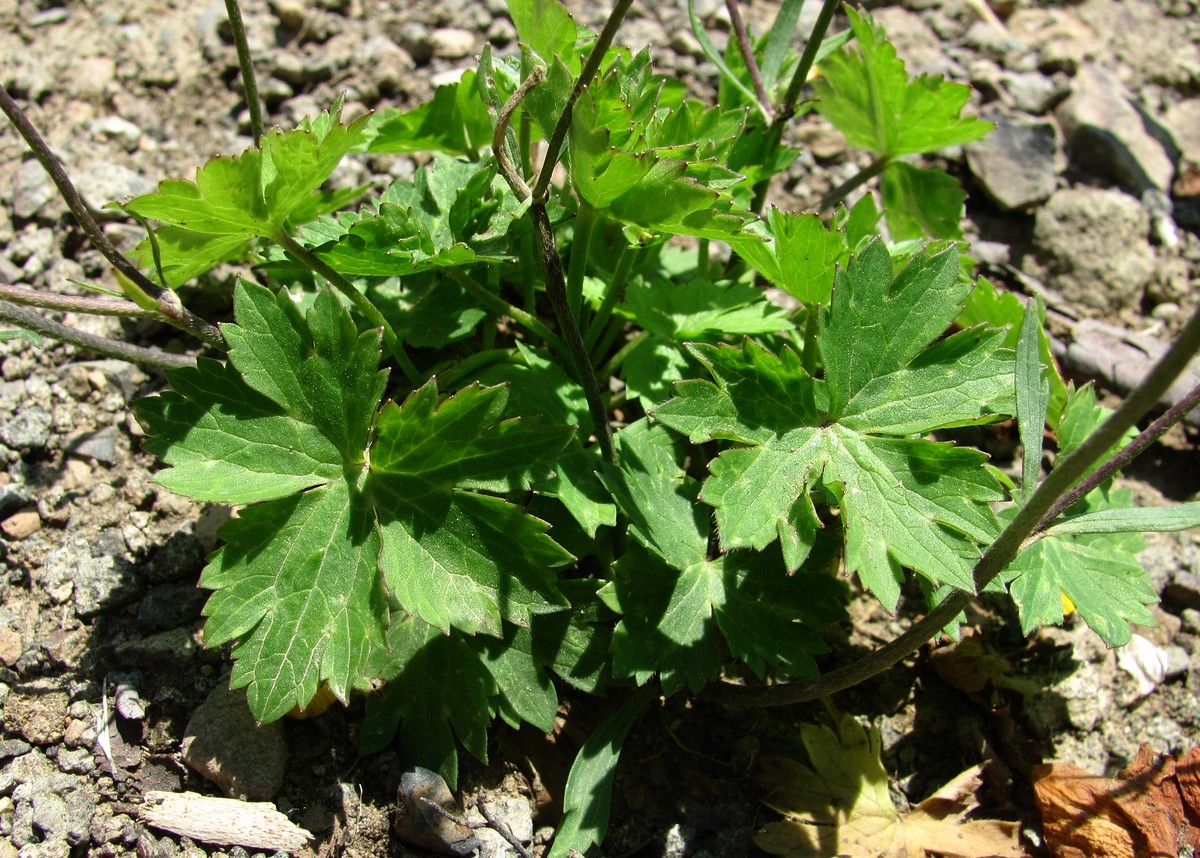 Изображение особи Ranunculus oreophilus.