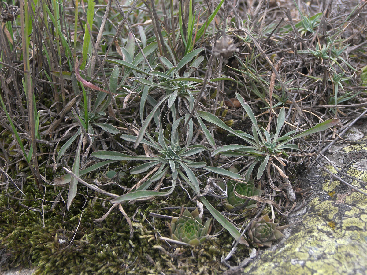 Image of Campanula saxifraga specimen.