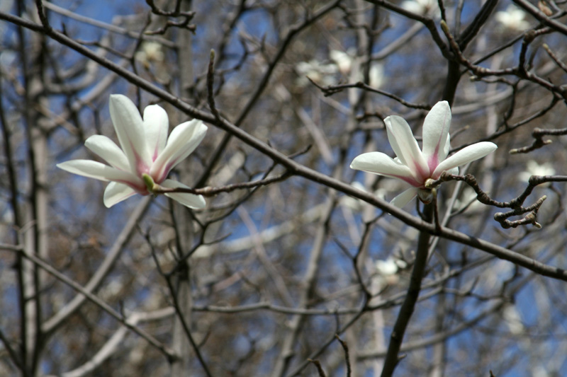 Изображение особи Magnolia denudata.