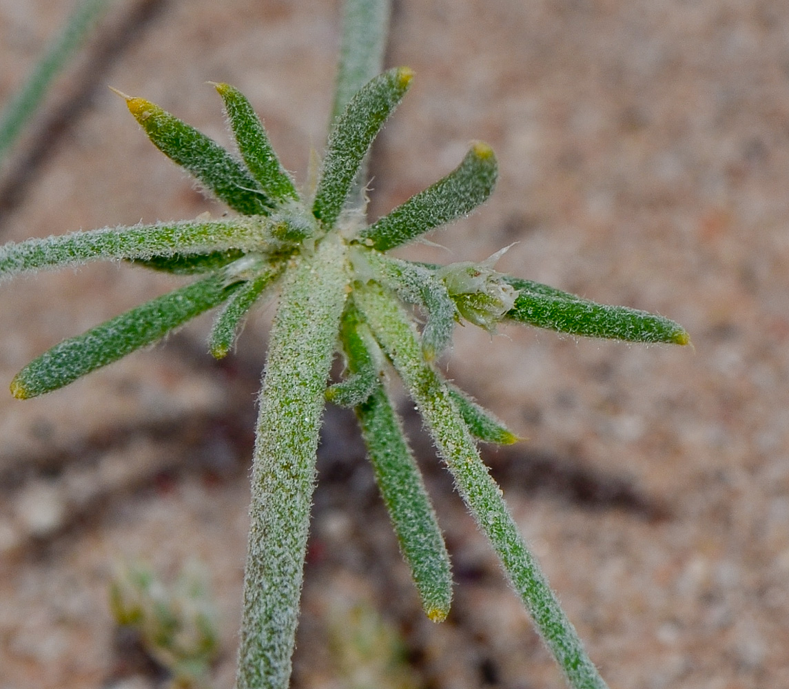 Изображение особи Polycarpaea repens.