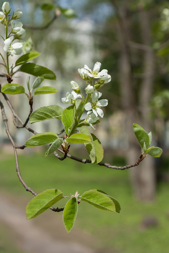 Image of Amelanchier spicata specimen.