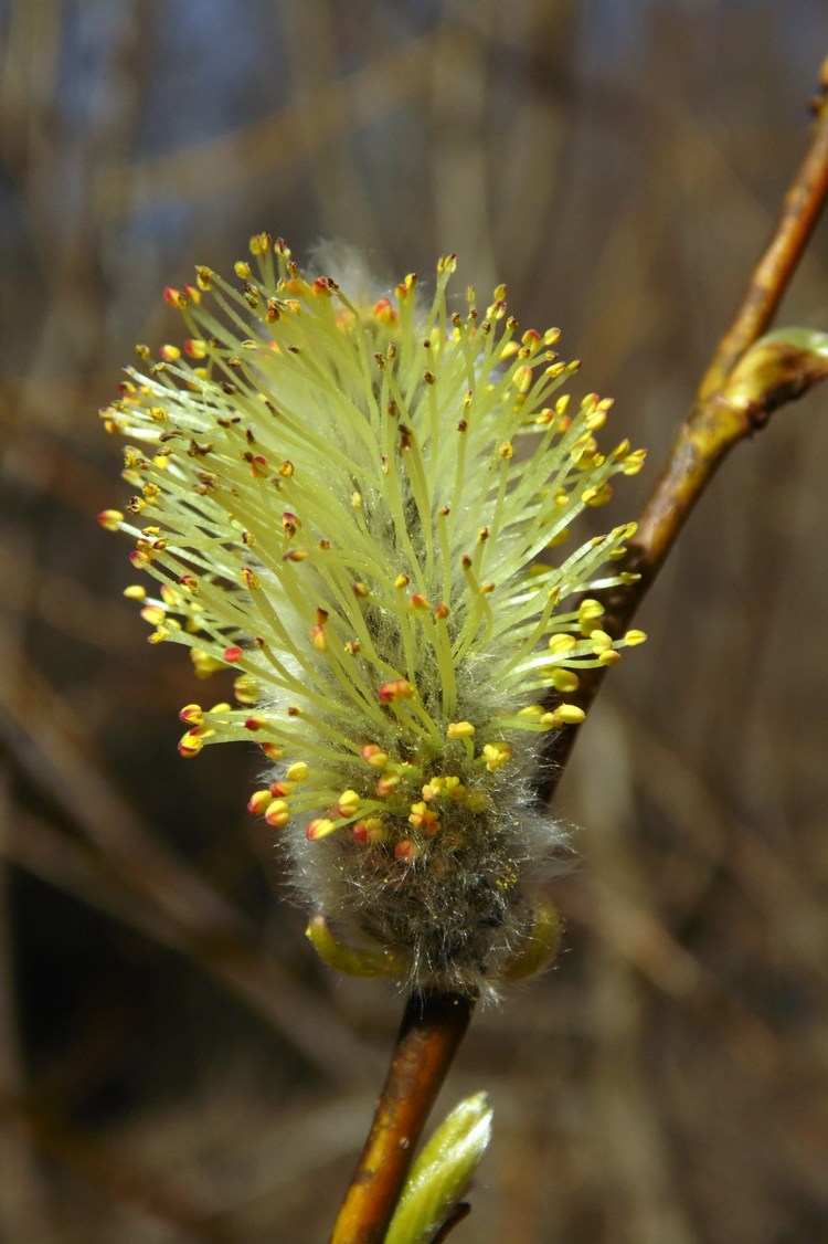 Image of Salix phylicifolia specimen.