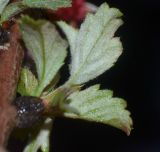 Image of taxon representative. Author is Татьяна Мальчинская