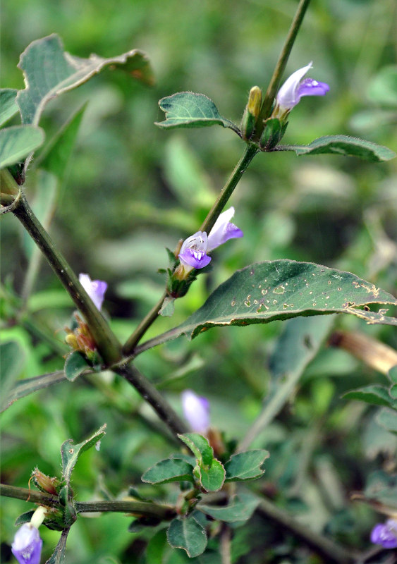 Image of Hygrophila ringens specimen.