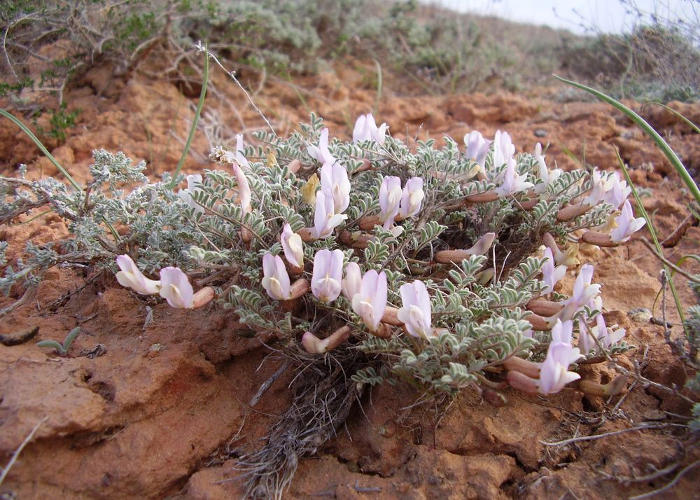 Image of Astragalus lasiophyllus specimen.