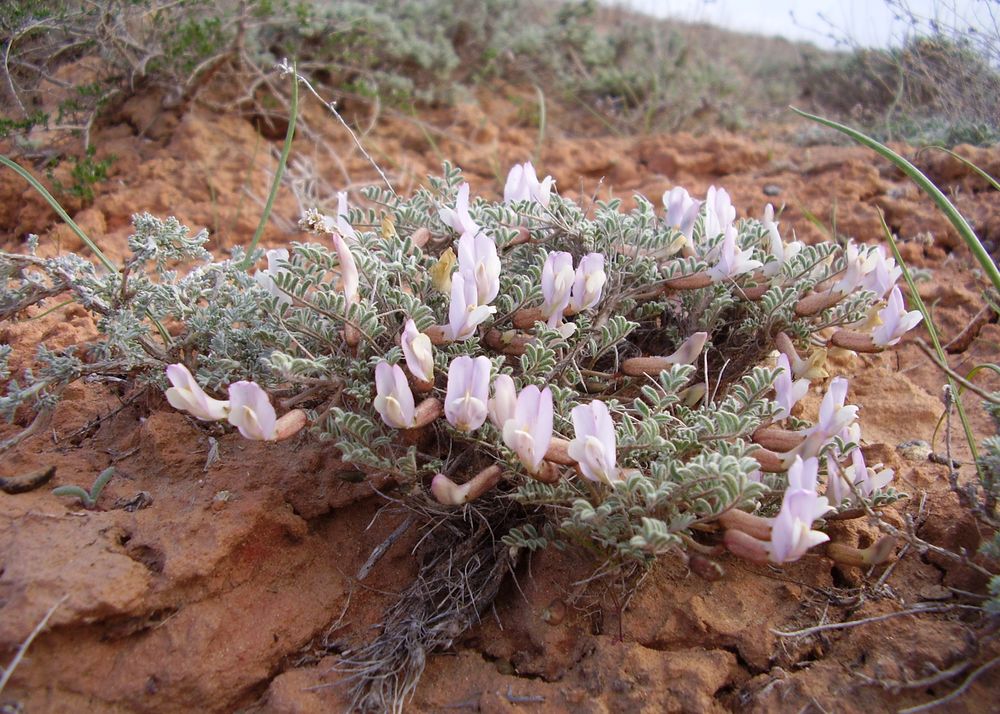 Изображение особи Astragalus pallasii.