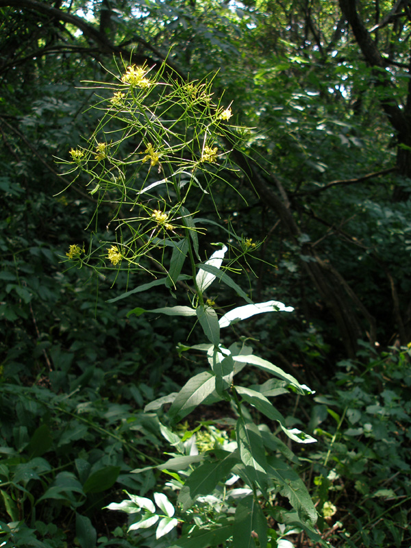Image of Sisymbrium strictissimum specimen.