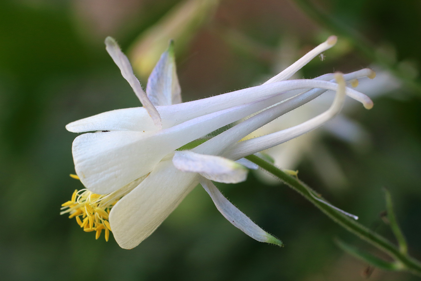 Изображение особи Aquilegia tianschanica.