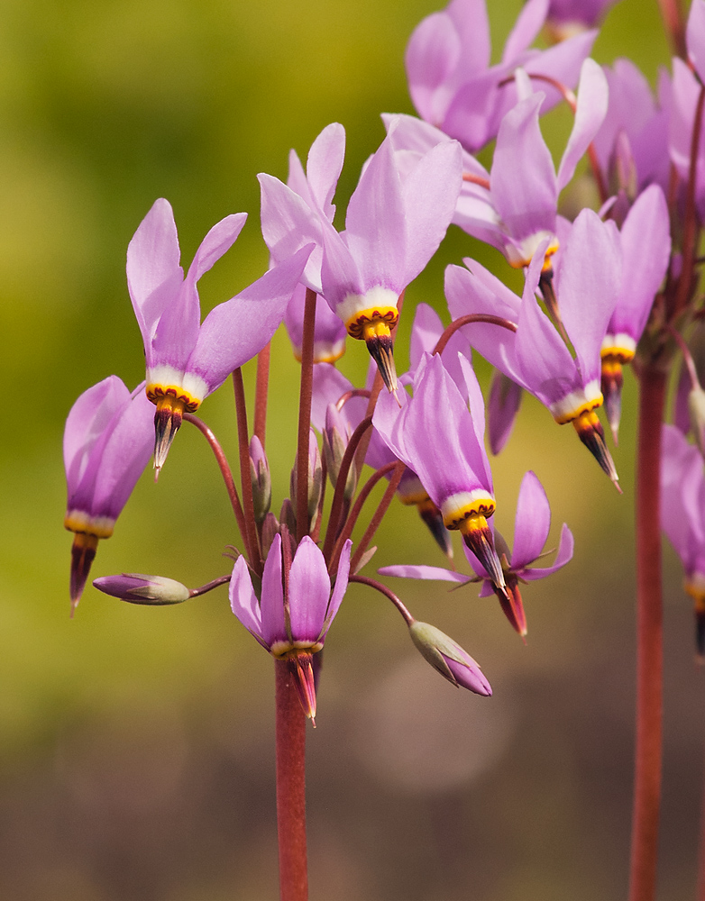 Image of Dodecatheon meadia specimen.