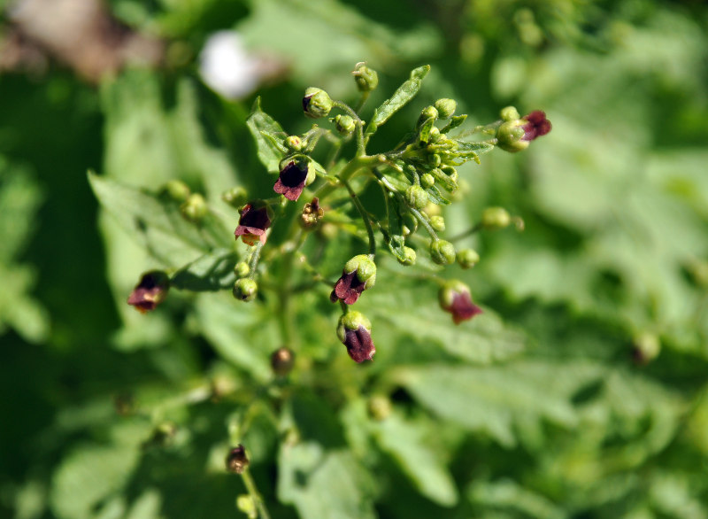 Изображение особи Scrophularia scopolii.