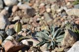 Plantago arachnoidea