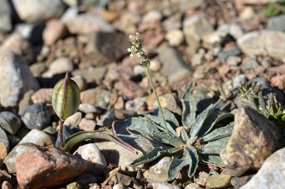 Изображение особи Plantago arachnoidea.