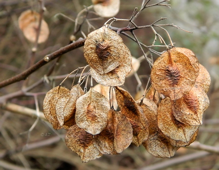 Изображение особи Ptelea trifoliata.