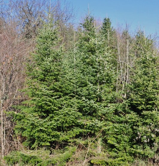 Изображение особи Abies cephalonica.