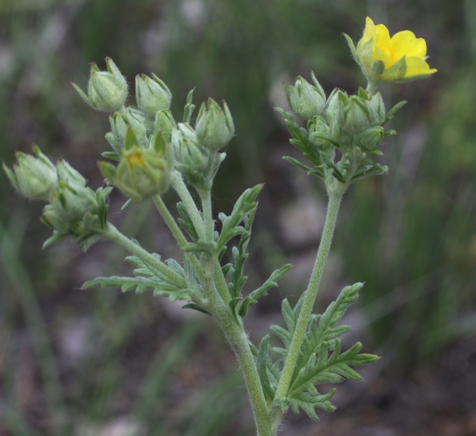 Изображение особи Potentilla approximata.