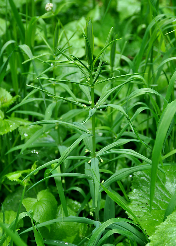 Изображение особи Polygonatum verticillatum.