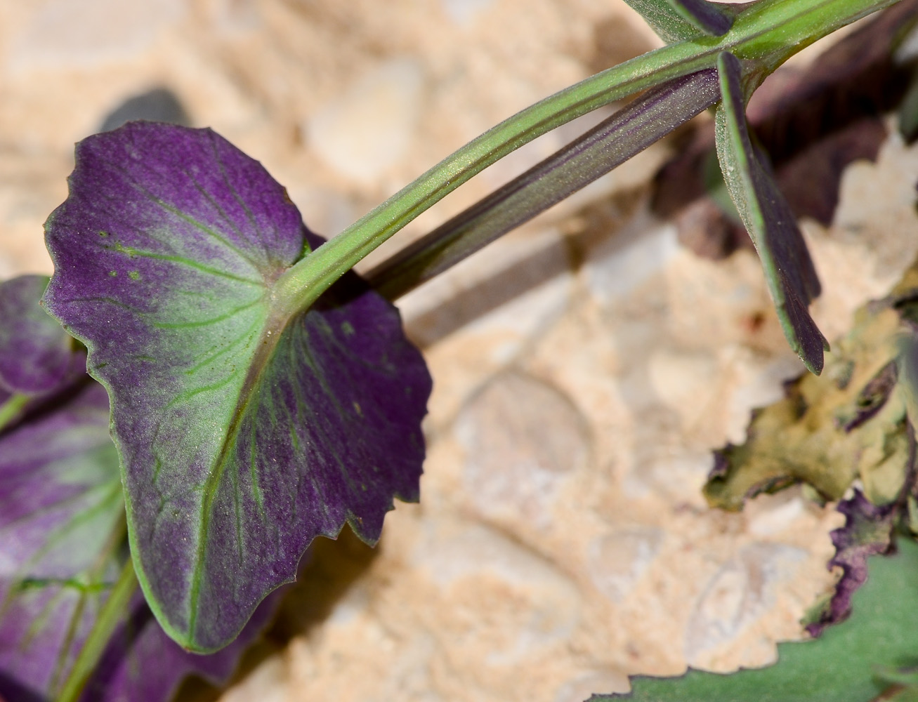 Image of Senecio flavus specimen.