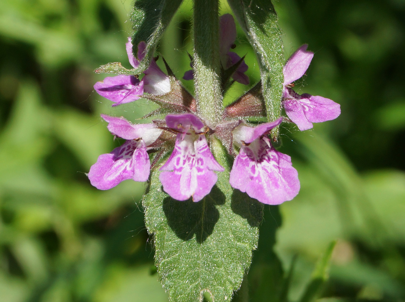 Изображение особи Stachys palustris.