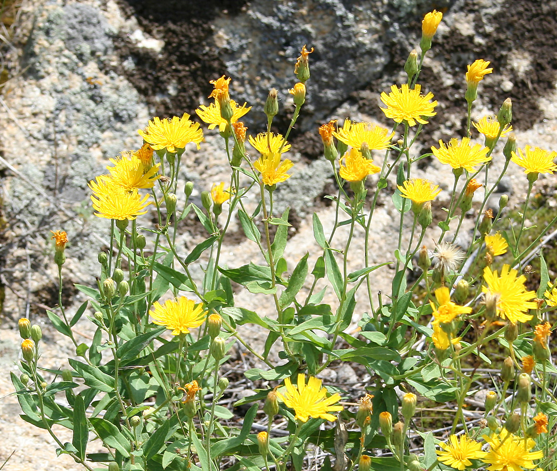 Image of Hieracium virosum specimen.