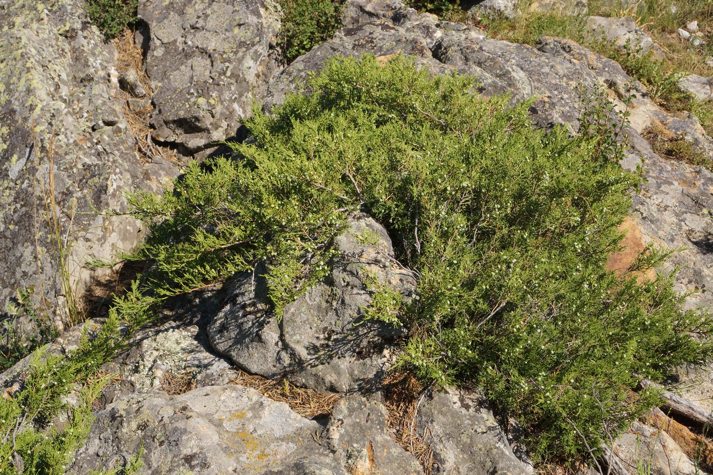 Изображение особи Juniperus sabina.