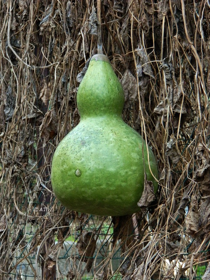 Image of Lagenaria siceraria specimen.