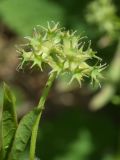 Valerianella dactylophylla