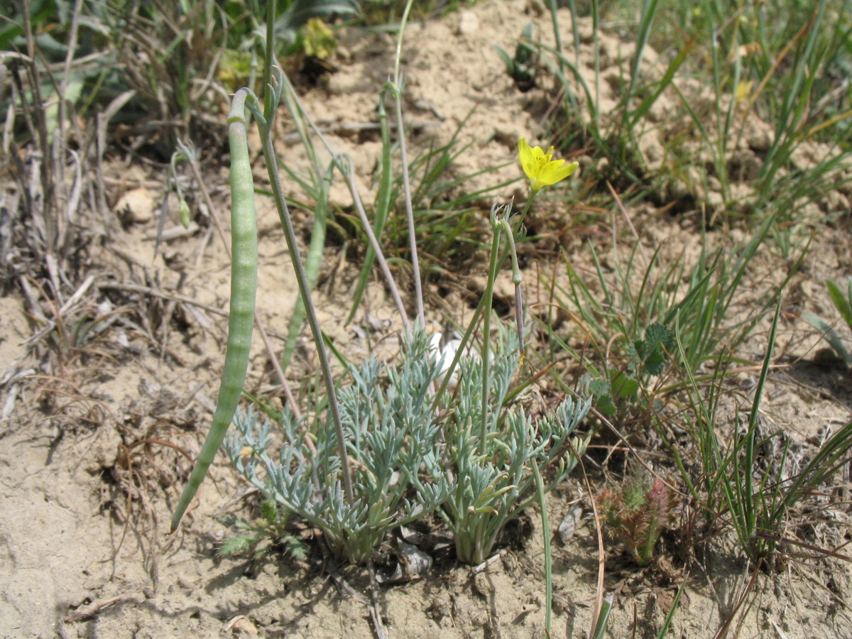 Image of Hypecoum parviflorum specimen.