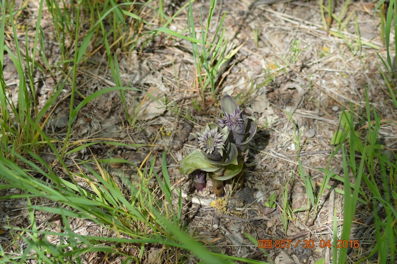 Image of Epipactis condensata specimen.