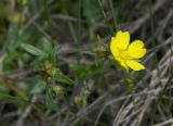 Potentilla patula